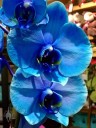 Moth Orchid hybrids, Phalaenopsis flowers dyed blue, on sale in a supermarket