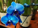 Moth Orchid hybrids, Phalaenopsis flowers dyed blue, on sale in a supermarket