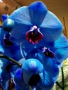 Moth Orchid hybrids, Phalaenopsis flowers dyed blue, on sale in a supermarket