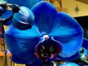 Moth Orchid hybrids, Phalaenopsis flowers dyed blue, on sale in a supermarket