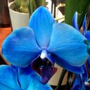 Moth Orchid hybrid, Phalaenopsis flower dyed blue, on sale in a supermarket