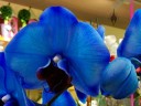 Moth Orchid hybrid, Phalaenopsis flower and bud dyed blue, on sale in a supermarket