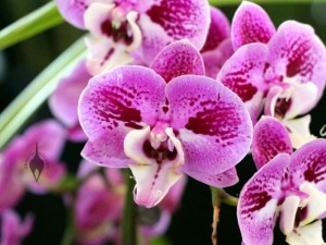 Phalaenopsis hybrid, Moth Orchid, Pacific Orchid Expo 2015, San Francisco, California