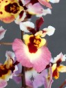 Tolumnia Genting Pink Lady, Oncidium hybrid flowers, miniature orchid, Pacific Orchid Expo 2015, San Francisco, California