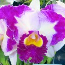 Cattleya Chan Hsiu Jewel 'Shang Mei', orchid hybrid, Pacific Orchid Expo 2014, San Francisco, California