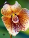 Dracula x venefica, orchid hybrid, close up of flower which looks like a monkey face, Pacific Orchid Expo 2014, San Francisco, California