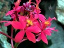 Epidendrum x obrienianum, orchid hybrid, grown outdoors in Pacifica, California