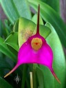 Masdevallia Charisma 'Pink Glow' x uniflora 'Cow Hollow', orchid hybrid, grown outdoors in Pacifica, California