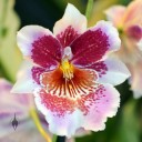 Odontonia Memoria Martin Orenstein 'Lulu' HCC/AOS, orchid hybrid, Pacific Orchid Expo 2013, San Francisco, California