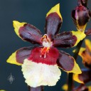 Oncidium Wildcat 'White Lip', orchid hybrid, Pacific Orchid Expo 2013, San Francisco, California