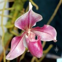 Paphiopedilum Atlantinet, Lady Slipper orchid hybrid, Pacific Orchid Expo 2013, San Francisco, California