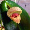 Pleurothallis palliolata, miniature orchid species, grown outdoors in Pacifica, California