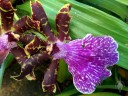Zygopetalum BG White 'Stonehurst', orchid hybrid, grown outdoors in Pacifica, California