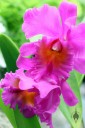 Cattleya hybrid, orchid flowers, Orchids in the Park 2013, San Francisco, California