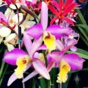 Cattleya flowers, orchid hybrid, Pacific Orchid Expo 2016, San Francisco, California