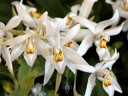 Coelogyne corymbosa, orchid species in flower, Pacific Orchid Expo 2015, San Francisco, California