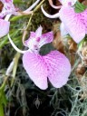 Comparettia macroplectron, orchid species, Pacific Orchid Expo 2016, San Francisco, California