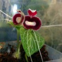 Corybas geminigibbus, flowers and leaf of unusual orchid species, Pacific Orchid Expo 2016, San Francisco, California