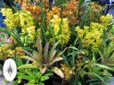 Cymbidium flowers and bromeliads, Pacific Orchid Expo 2016, San Francisco, California