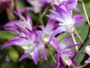 Dendrobium kingianum, Australian orchid species, fragrant flowers, Pacific Orchid Expo 2015, San Francisco, California