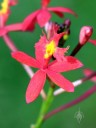 Epidendrum orchid, red and yellow flower, Vallarta Botanical Gardens, El Tuito, Jalisco, Mexico