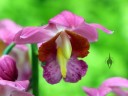 Gastrorchis humblotii, orchid species flower, Orchids in the Park 2013, San Francisco, California