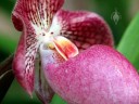 Paphiopedilum flower, side view of Lady Slipper flower, Orchids in the Park 2013, San Francisco, California