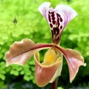 Paphiopedilum flower, Lady Slipper orchid, Orchids in the Park 2013, San Francisco, California