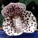 Paphiopedilum orchid, white Lady Slipper flower with dark purple spots, Orchids in the Park 2013, San Francisco, California