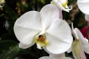 Phalaenopsis hybrid, Moth Orchid with white flower, Orchids in the Park 2013, San Francisco, California