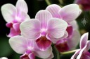 Phalaenopsis hybrid, Moth Orchid flowers, Orchids in the Park 2013, San Francisco, California