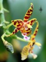 Phalaenopsis mannii hybrid, Moth Orchid, Orchids in the Park 2013, San Francisco, California