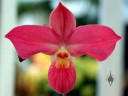 Phragmipedium Peruflora's Cirila Alca 'Danshan' AM/AOS, Lady Slipper orchid hybrid, Pacific Orchid Expo 2015, San Francisco, California