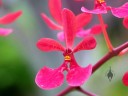 Renanthera orchid, red flower, Orchids in the Park 2013, San Francisco, California