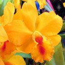 Rhyncattleanthe Free Spirit '24k', Cattleya orchid hybrid, Pacific Orchid Expo 2016, San Francisco, California