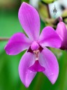 Spathoglottis plicata, Philippine Ground Orchid, orchid species with purple flower, Vallarta Botanical Gardens, Jardín Botánico de Vallarta, El Tuito, Jalisco, Mexico