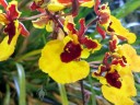 Tolumnia Genting Orange, orchid hybrid, Pacific Orchid Expo 2016, San Francisco, California