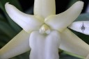 Angraecum sesquipedale, Darwin's orchid, orchid species, flower close up, Pacific Orchid Expo 2016, San Francisco, California
