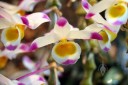 Dendrobium pendulum, orchid species flowers, Pacific Orchid Expo 2016, San Francisco, California