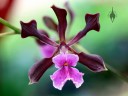 Encyclia orchid flower, Vallarta Botanical Gardens, Cabo Corrientes, Jalisco, Mexico