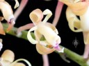 Epidendrum cylindrostachys, orchid species with small flowers, Pacific Orchid Expo 2016, San Francisco, California