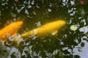 Large Koi goldfish and reflected leaves in Water Lily Pond, Vallarta Botanical Gardens, Cabo Corrientes, Jalisco, Mexico