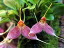 Masdevallia decumana, orchid species flowers, Pacific Orchid Expo 2016, San Francisco, California