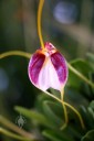 Masdevallia schroederiana, orchid species flower, Pacific Orchid Expo 2016, San Francisco, California