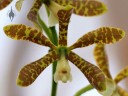 Labeled as Oncidium species, orchid flower, Vallarta Botanical Gardens, Cabo Corrientes, Jalisco, Mexico