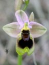 Ophrys flower, miniature terrestrial orchid species, Pacific Orchid Expo 2016, San Francisco, California