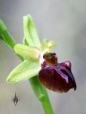 Ophrys, orchid species with small flower, side view of flower, Pacific Orchid Expo 2016, San Francisco, California