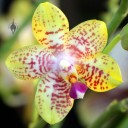 Phalaenopsis Orchid World 'Bonnie Vasquez' AM/AOS, Moth Orchid hybrid flower, Pacific Orchid Expo 2016, San Francisco, California