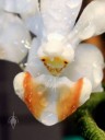 Phalaenopsis lobbii, Moth Orchid species with small flowers, close up of flower lip, Pacific Orchid Expo 2016, San Francisco, California