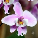 Phalaenopsis schilleriana, Moth Orchid species flower, Pacific Orchid Expo 2016, San Francisco, California